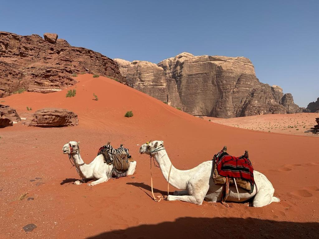 Hotel Bedouin Tours Camp Wadi Rum Exterior foto